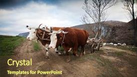 Presentation with mountains - Cool new PPT theme with oxen cart in romanian mountains backdrop and a tawny brown colored foreground