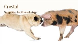  Presentation with old dog - PPT theme with pug jumping at an oxford background and a  colored foreground