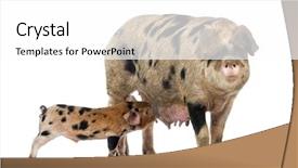  Presentation with old photographs black and white - Colorful slide set enhanced with oxford sandy and black piglet 9 weeks old suckling sow against white background backdrop and a white colored foreground