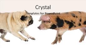  Presentation with old fashioned black and white - Slide deck having oxford sandy and black piglet background and a  colored foreground