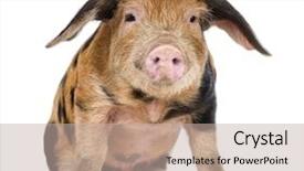  Presentation with old farm - Audience pleasing slide deck consisting of deutschland - watercolor drawing of reichstag building backdrop and a white colored foreground.