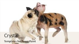  Presentation with old fashioned black and white - Slide deck enhanced with hot delicious paratha with ghee background and a red colored foreground.