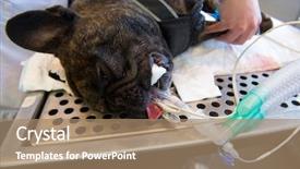  Presentation with surgery - Slide set having  background and a  colored foreground