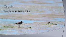  Presentation with oyster - Presentation theme having oyster-catcher-in-sea background and a light gray colored foreground