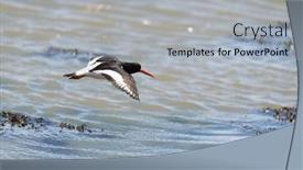  Presentation with oyster - Slides consisting of oyster-catcher-in-sea background and a light gray colored foreground