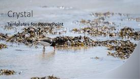  Presentation with oyster - Slide set having oyster-catcher-in-sea background and a light gray colored foreground