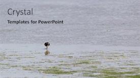  Presentation with oyster - PPT layouts enhanced with oyster-catcher-in-sea background and a light gray colored foreground