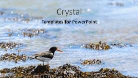  Presentation with oyster - Slide deck having oyster-catcher-in-sea background and a light blue colored foreground
