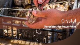  Presentation with oyster - Slide set enhanced with fishermen sunset vietnam - oyster farming in europe background and a red colored foreground