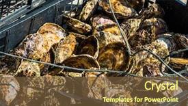  Presentation with farming - Amazing PPT theme having oyster farming in europe backdrop and a tawny brown colored foreground