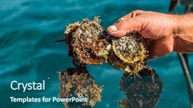  Presentation with pearl oyster - PPT theme with oyster farming in europe background and a ocean colored foreground