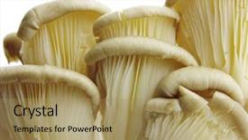  Presentation with mushroom - Cool new presentation theme with oyster mushroom bunch in close backdrop and a coral colored foreground