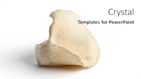  Presentation with oyster - Presentation theme having oyster-mushroom-isolated-at-white background and a white colored foreground