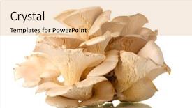  Presentation with oyster - Cool new presentation theme with oyster mushrooms isolated on white backdrop and a coral colored foreground