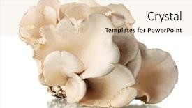  Presentation with oyster - Presentation theme enhanced with oyster mushrooms isolated on white background and a lemonade colored foreground
