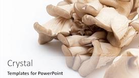  Presentation with oyster - Presentation having oyster-mushrooms-pleurotus-ostreatus-isolated background and a sky blue colored foreground