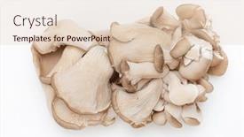  Presentation with oyster - PPT theme having oyster-mushrooms-pleurotus-ostreatus-isolated background and a lemonade colored foreground