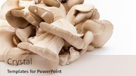  Presentation with oyster - Presentation with oyster-mushrooms-pleurotus-ostreatus-isolated background and a coral colored foreground