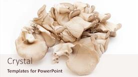  Presentation with oyster - PPT layouts consisting of oyster-mushrooms-pleurotus-ostreatus-isolated background and a lemonade colored foreground