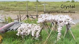  Presentation with chains - Theme featuring oyster shells chains in french background and a mint green colored foreground