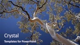  Presentation with ghost cinema - PPT theme featuring oz - ghost gum in australia background and a ocean colored foreground