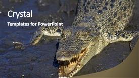  Presentation with crocodile - Audience pleasing slide deck consisting of oz - northern australian saltwater crocodile backdrop and a dark gray colored foreground