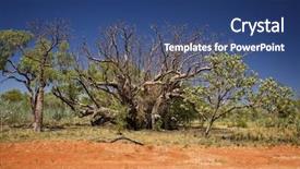  Presentation with western - Amazing slide deck having oz - old baobab tree backdrop and a ocean colored foreground