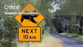  Presentation with koalas - Audience pleasing presentation consisting of oz - road sign warning about crossing backdrop and a gray colored foreground
