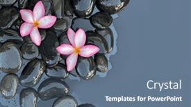  Presentation with pink-black - Presentation theme featuring pa-still-life-of-pink and a ocean colored foreground