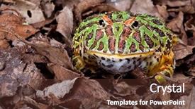 Presentation with dead leaves - Slide deck consisting of pac man - ornate horned frog sitting background and a tawny brown colored foreground