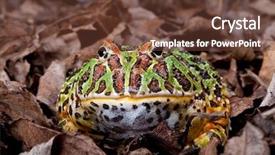  Presentation with dead leaves - Slide deck featuring pac man - ornate horned frog sitting background and a tawny brown colored foreground