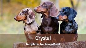  Presentation with autumn - Audience pleasing theme consisting of pace - dachshunds dog in the autumn backdrop and a tawny brown colored foreground