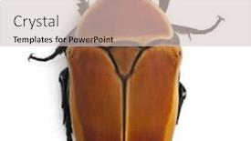  Presentation with flower - Beautiful slides featuring pachnoda-marginata-a-species backdrop and a soft green colored foreground