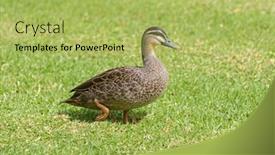  Presentation with duck - Theme enhanced with pacific-black-duck-dabbling-duck background and a yellow colored foreground