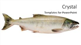 Presentation with pacific - Beautiful presentation theme featuring pacific chum salmon fresh caught backdrop and a white colored foreground