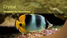  Presentation with pacific - Slide set having pacific-double-saddle-butterflyfish-chaetodon background and a tawny brown colored foreground