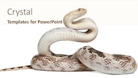  Presentation with western - Cool new PPT theme with pacific-gopher-snake-also-known backdrop and a cream colored foreground