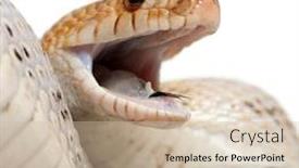  Presentation with western - Presentation design featuring pacific-gopher-snake-also-known background and a soft green colored foreground