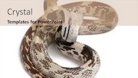  Presentation with pacific - PPT layouts featuring pacific-gopher-snake-also-known background and a coral colored foreground