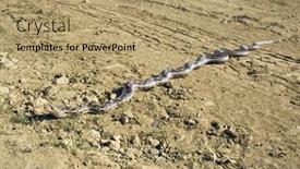  Presentation with pacific - Audience pleasing PPT layouts consisting of pacific-gopher-snake-pituophis-catenifer backdrop and a coral colored foreground