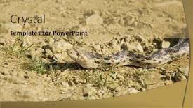  Presentation with pacific - Presentation design with pacific-gopher-snake-pituophis-catenifer background and a yellow colored foreground