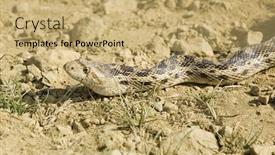  Presentation with pacific - Amazing PPT theme having pacific gopher snake pituophis catenifer catinefer slithering across a dirt road backdrop and a coral colored foreground