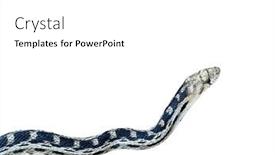  Presentation with pass the batton - Slide deck having pacific-gophersnake-at-santa-susana and a white colored foreground