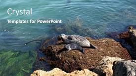  Presentation with pacific - Theme with pacific-harbor-seal-and-pup background and a teal colored foreground