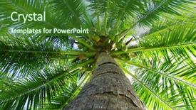  Presentation with palm tree - Amazing slides having risk management business investment unsteady backdrop and a light gray colored foreground