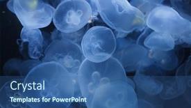  Presentation with jellyfish - Audience pleasing PPT theme consisting of pacific-moon-jellyfish-aurelia-labiata backdrop and a ocean colored foreground