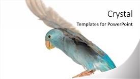  Presentation with pacific - Beautiful slide deck featuring pacific parrotlet forpus coelestis flying against white background backdrop and a white colored foreground