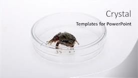  Presentation with pacific - Slide set having pacific tree frog pseudacris regilla isolated on white with room for text background and a sky blue colored foreground