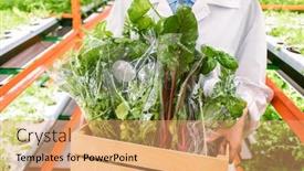  Presentation with agronomist - Beautiful PPT layouts featuring packed-leaves-of-vegetables backdrop and a coral colored foreground