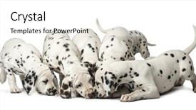  Presentation with eating - Cool new PPT layouts with packing food - group of dalmatian puppies eating backdrop and a  colored foreground